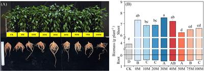 Optimizing the manure substitution rate based on phosphorus fertilizer to enhance soil phosphorus turnover and root uptake in pepper (Capsicum)